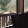 Cardinal
