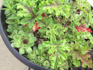 HERBS AND HENS AND CHICKENS: