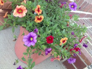 CALIBRACHOA: