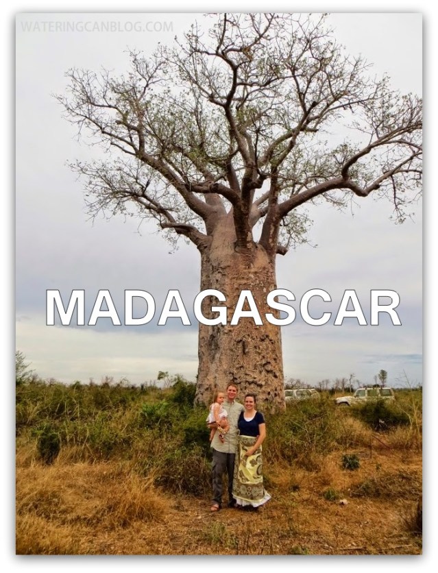 Madagascar tree
