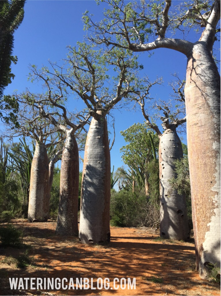 Baobob family in Ifaty, Madagascar