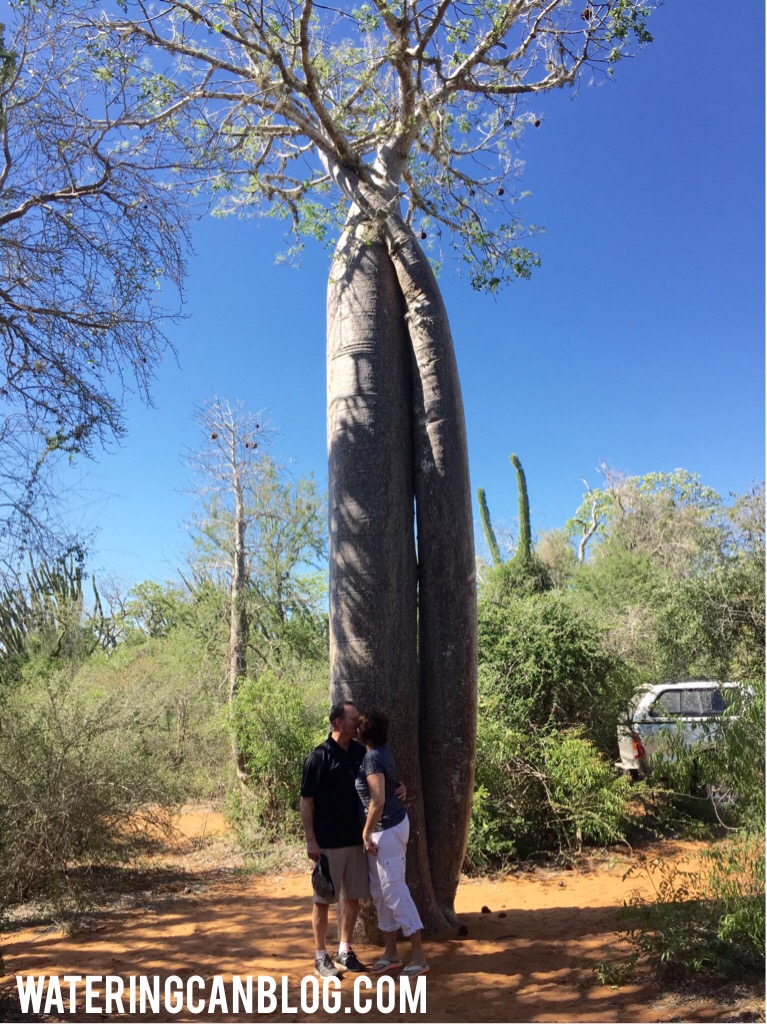 Baobob Tree from Baobob Forest, Ifaty, Madagascar