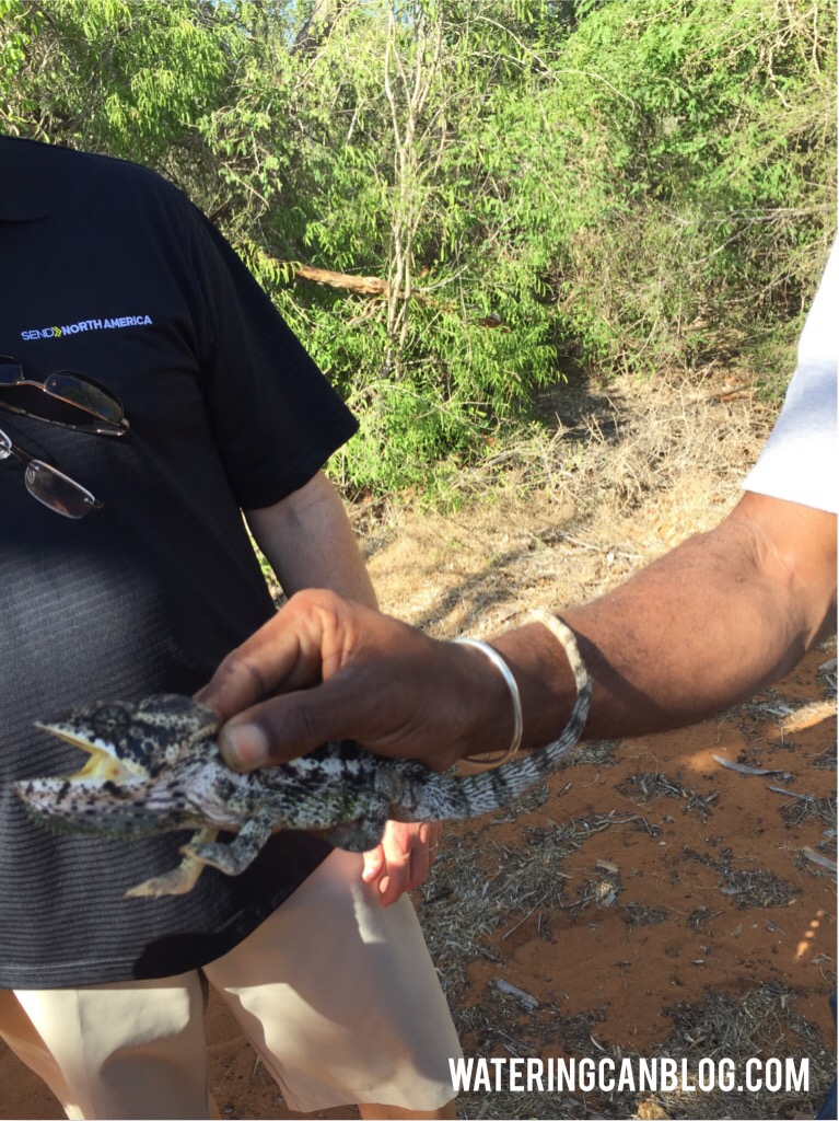 Chameleon in Baobob Forest, Ifaty, Madagascar