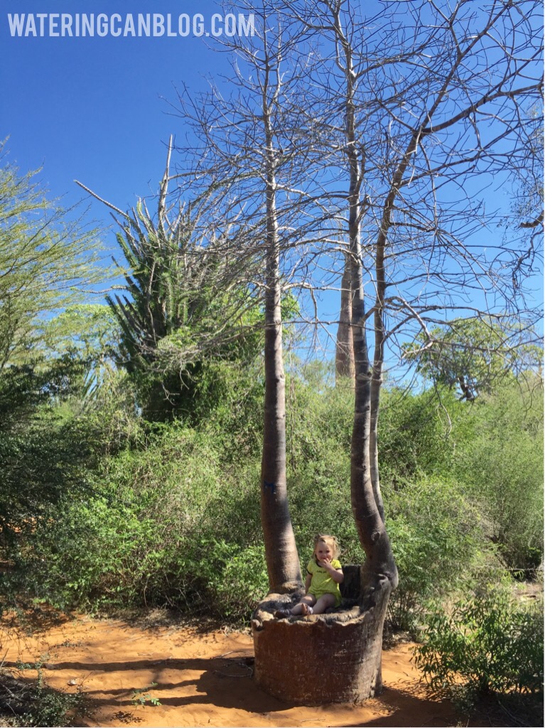 Baobob tree, Ifaty, Madagascar