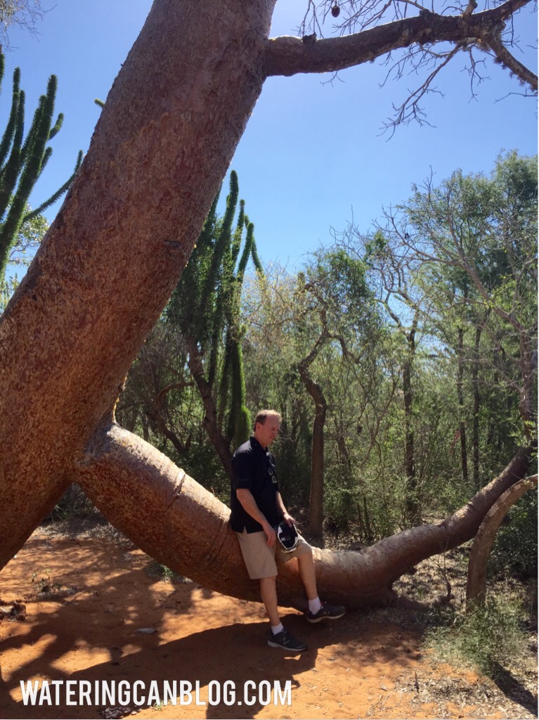 Baobob Forest, Ifaty, Madagascar