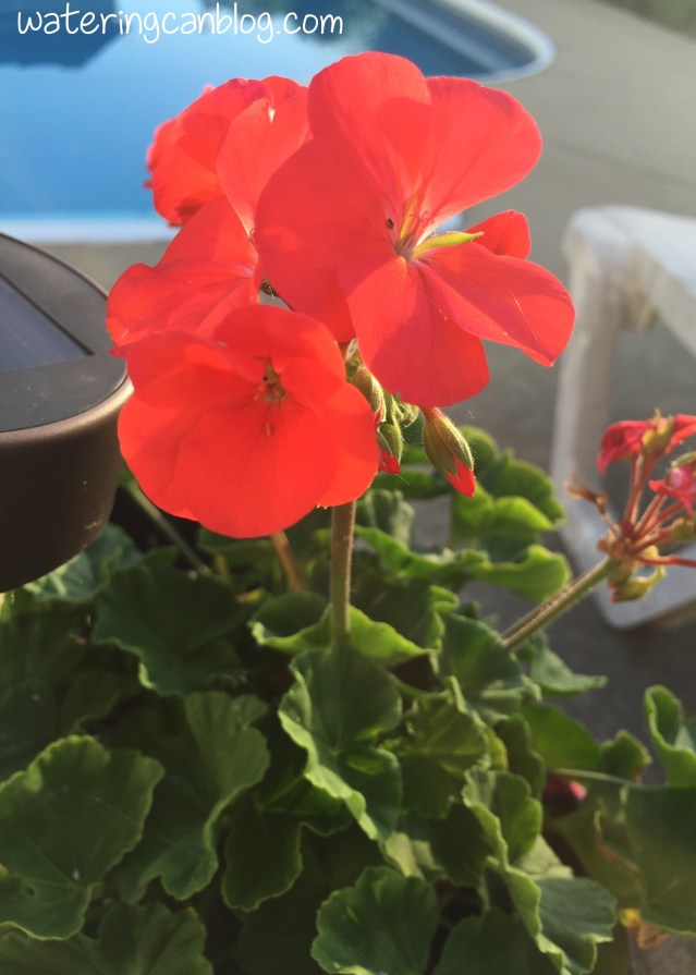 Geranium