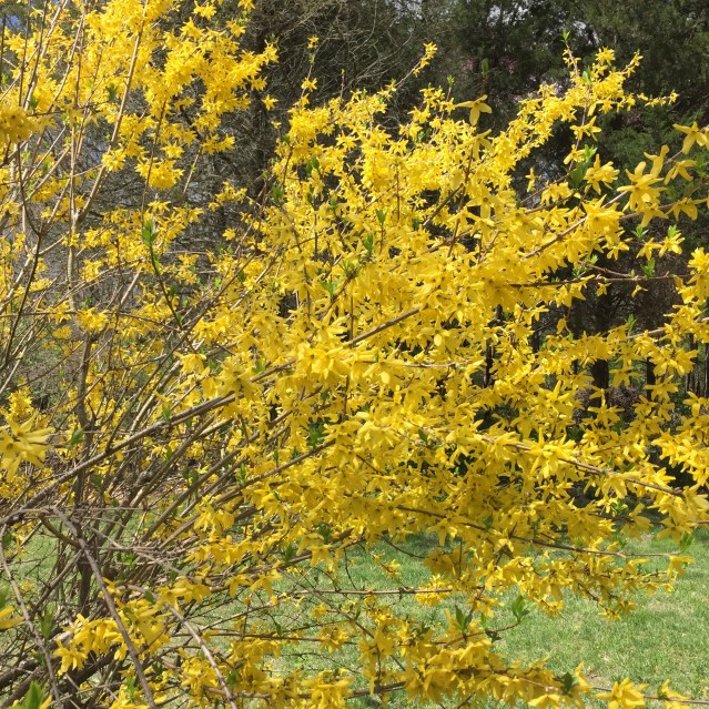 Forsythia