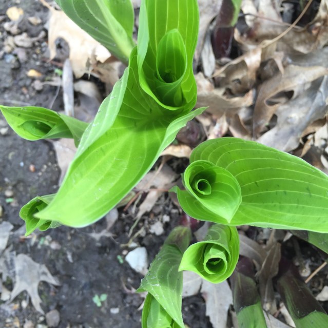 Spring Hostas
