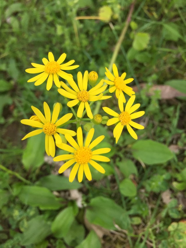 Spring flowers at Fox Ridge