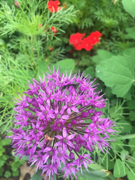 Spring blooms at Fox Ridge