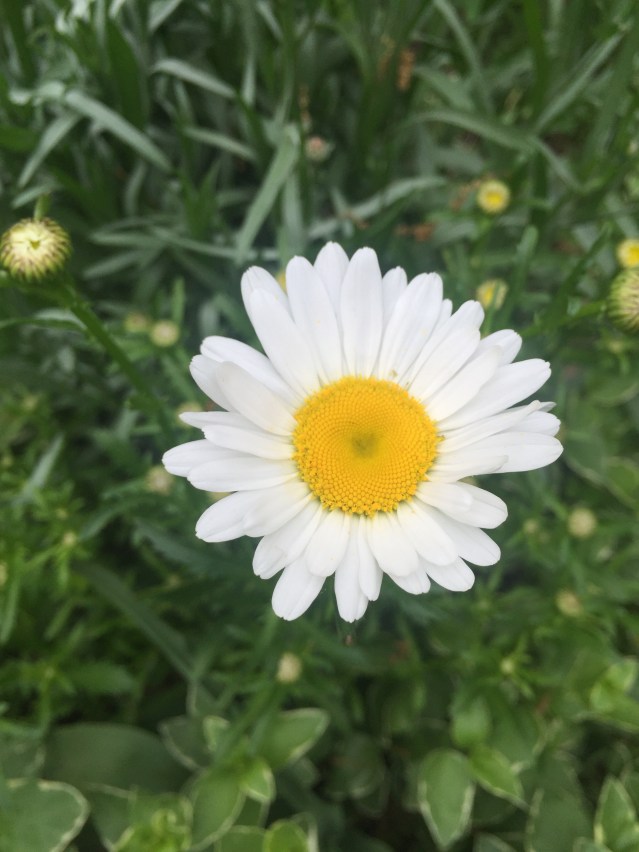 daisy