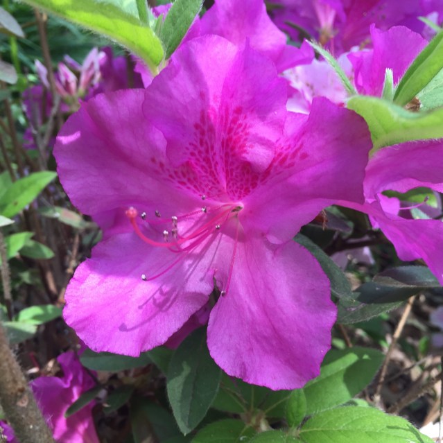 Azaleas at Fox Ridge