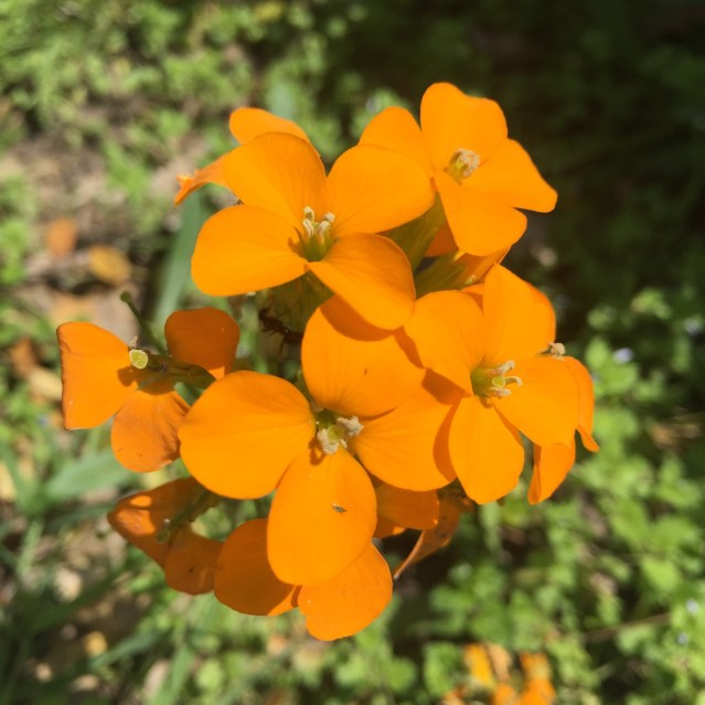 Spring blooms at Fox Ridge