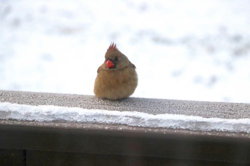 Female Cardinal
