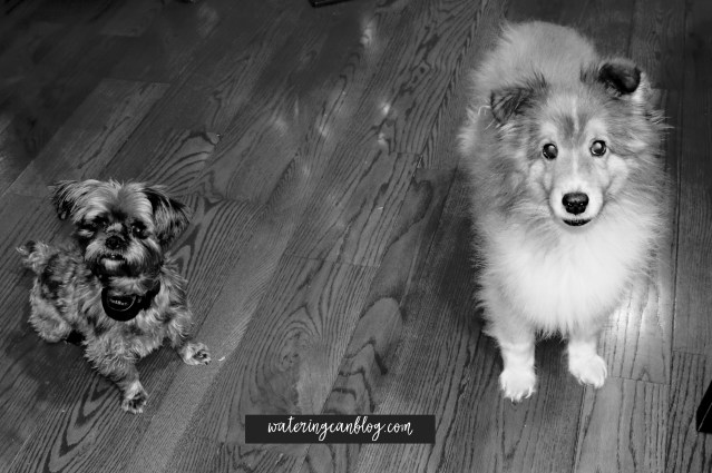 A Shorkie and a Sheltie