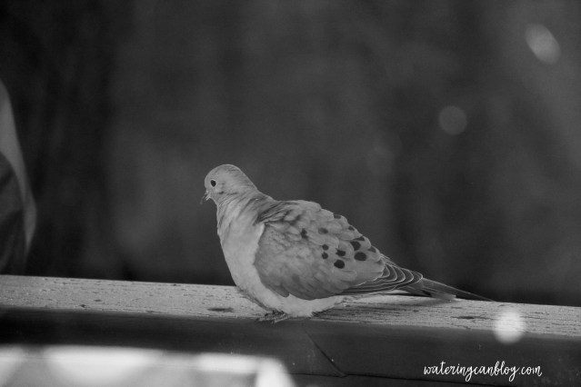 Mourning Dove
