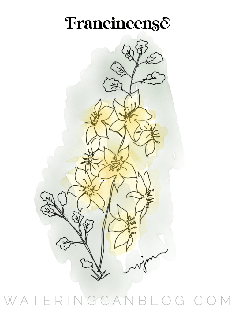 Frankincense is known for it's healing properties, as well as it's relaxing aroma.
